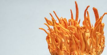 AdobeStock 296482554